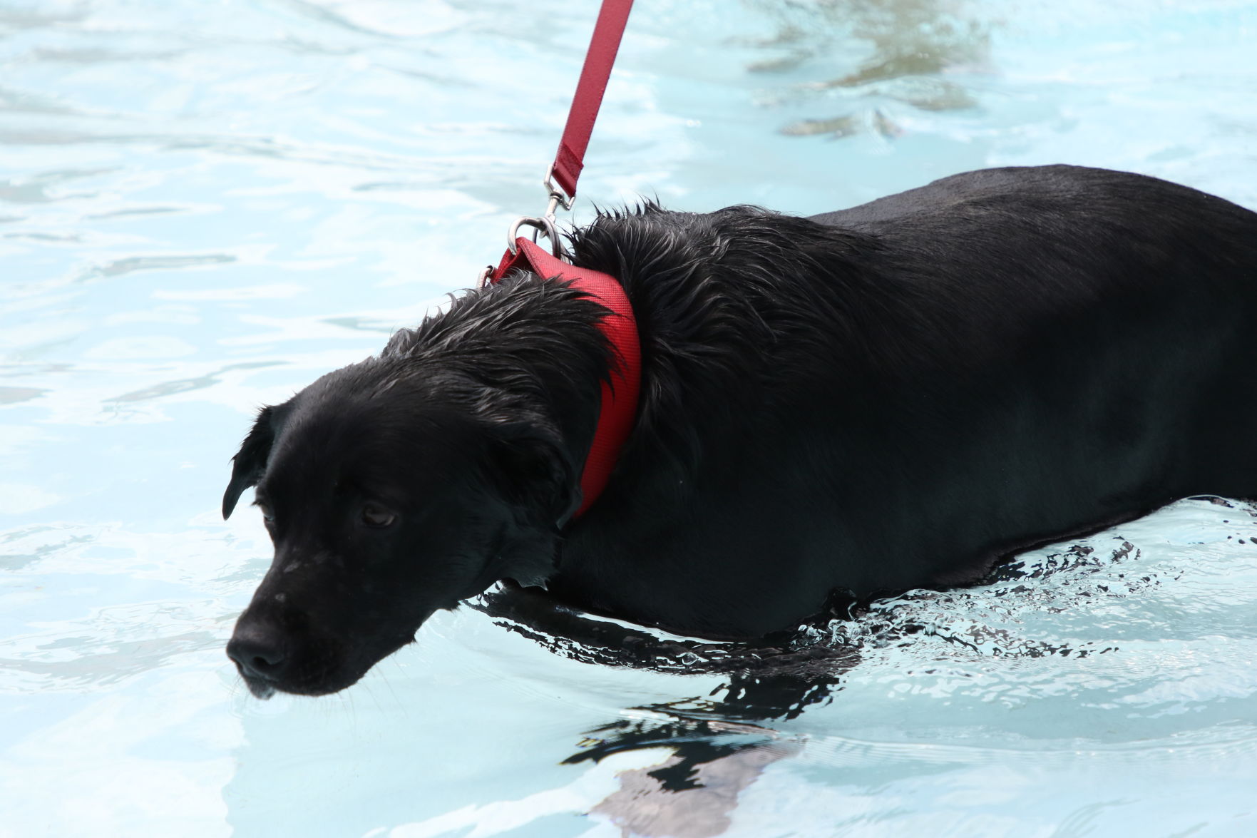 Dogs at the pool (19).JPG